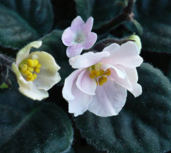 P1120825 - Saintpaulia - violete de camera