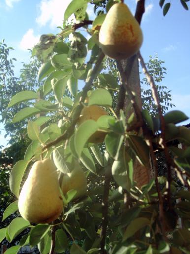 pere coapte in august - Pomi fructiferi fructe si arbusti