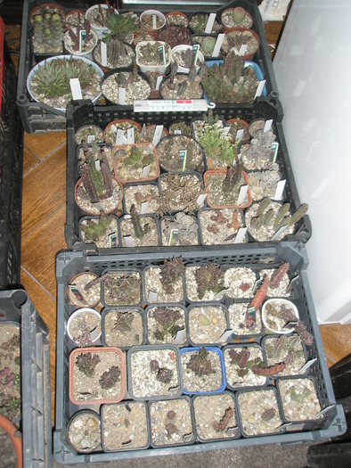 Asclepiadele - cactusi la iernat 2009-2010