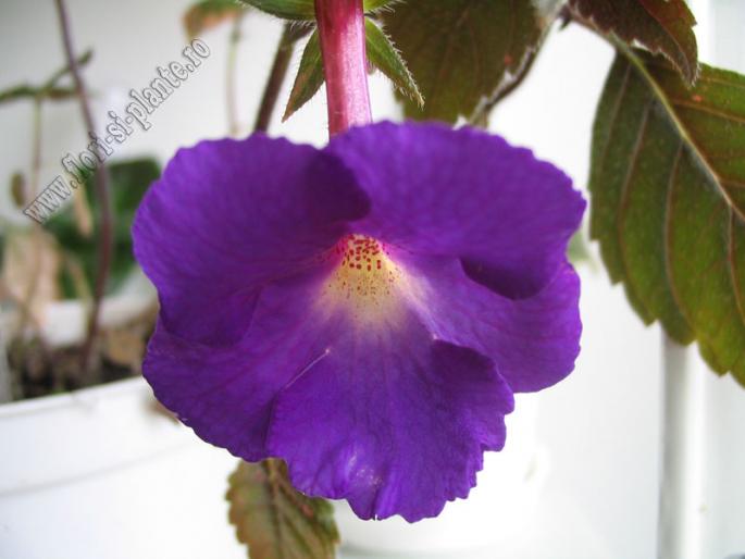 Achimenes Purple King 1 - ACHIMENES I