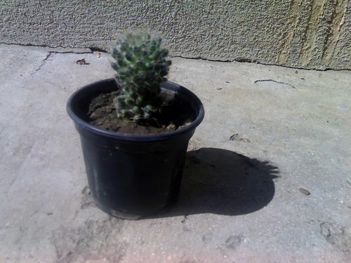 21-09-09_1413 - cactusii mei