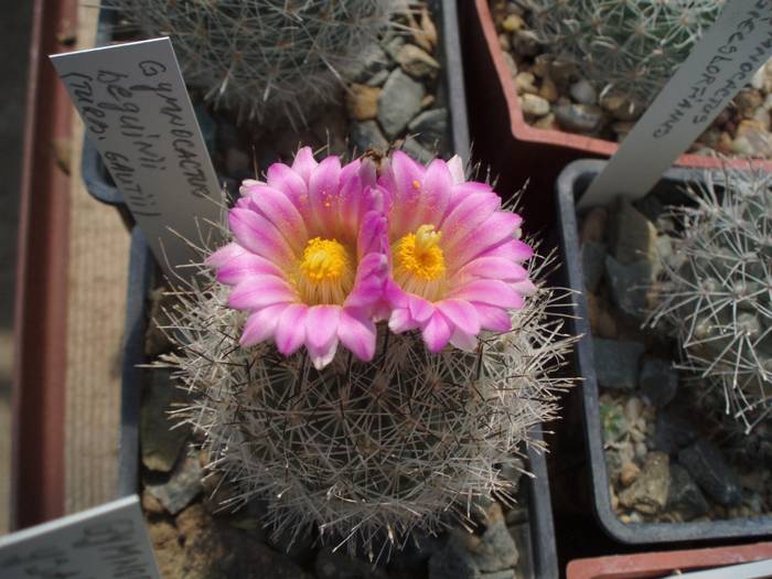Gymnocactus beguinii