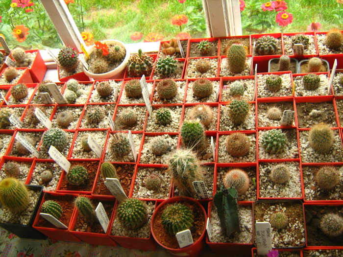 Picture 013 - cactusii mei