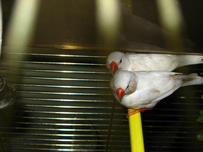 IMG_0790 - 1_1 - Zebre australiene - Zebra finches