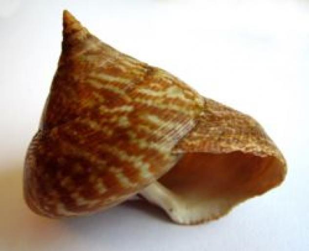 250px-Calliostoma_tigris