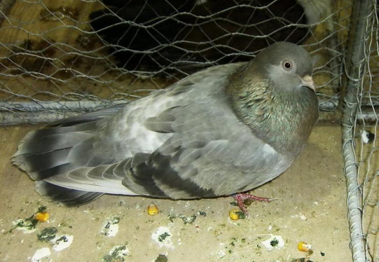 bragagiu gimple bronze