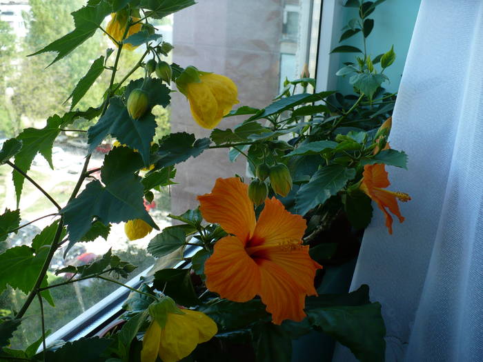 P1110115
