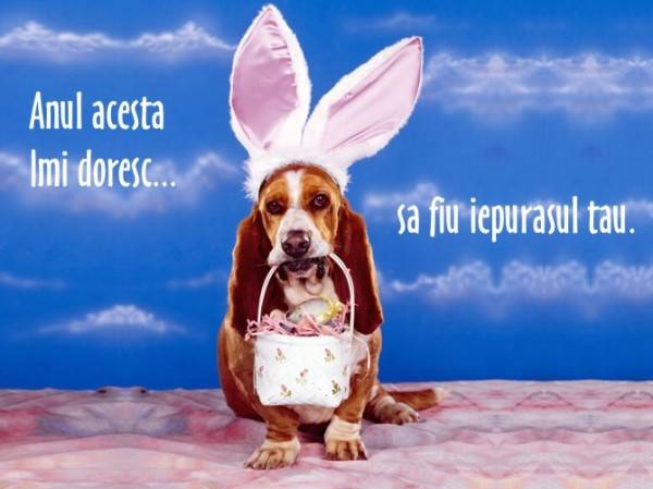 felicitari-cu-animale-2696786-120821761