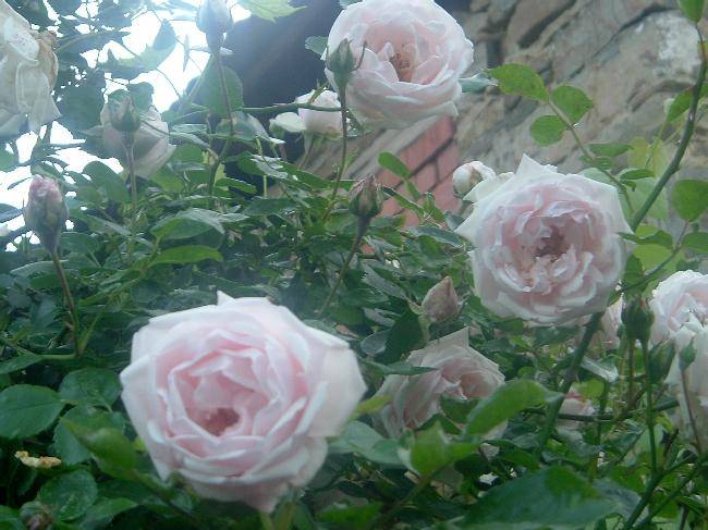 TCjVjv125388-02; trandadiri
