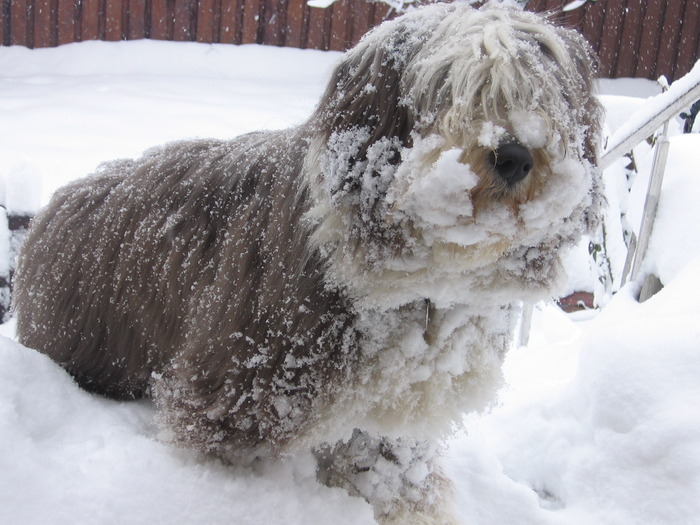 happy "Alba ca zapada" - Happy-bearded collie-catelusa noastra minunata