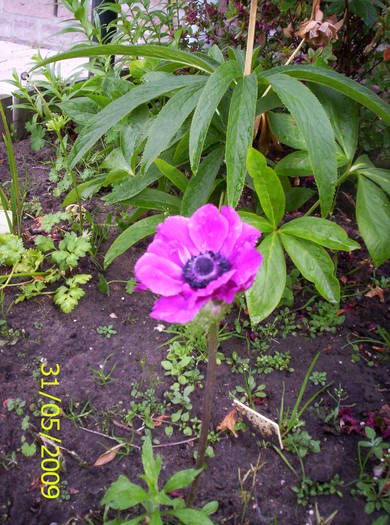 Anemona 31 mai 2009 - anemone