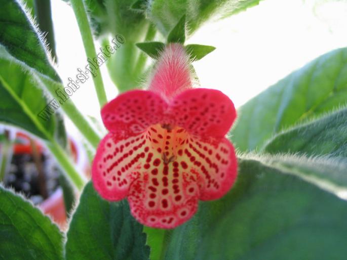 Kohleria Manchu 4