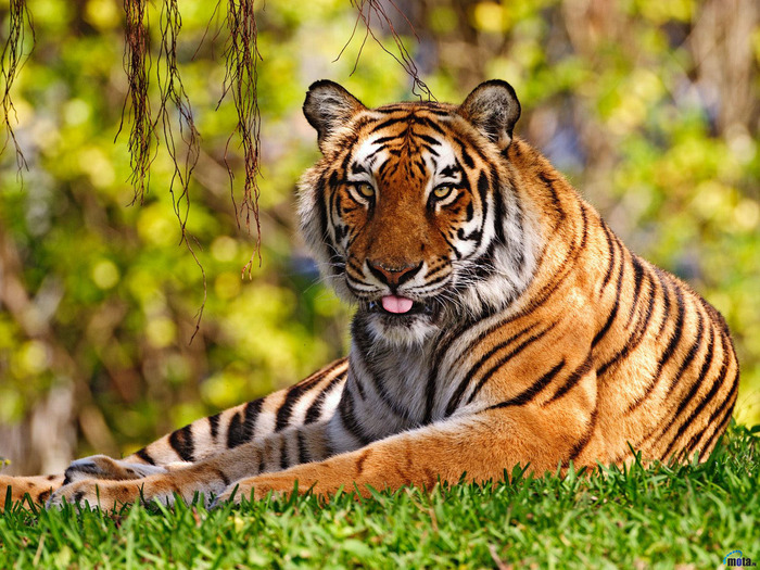 ws_Bangal_Tiger_1600x1200[1] - animale