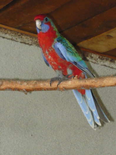 P1020591 - 3 Papagali-perusi cu mot