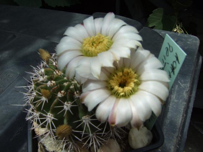 Acanthocalycium peitscherianum - CACTUSI - ANUL 2008