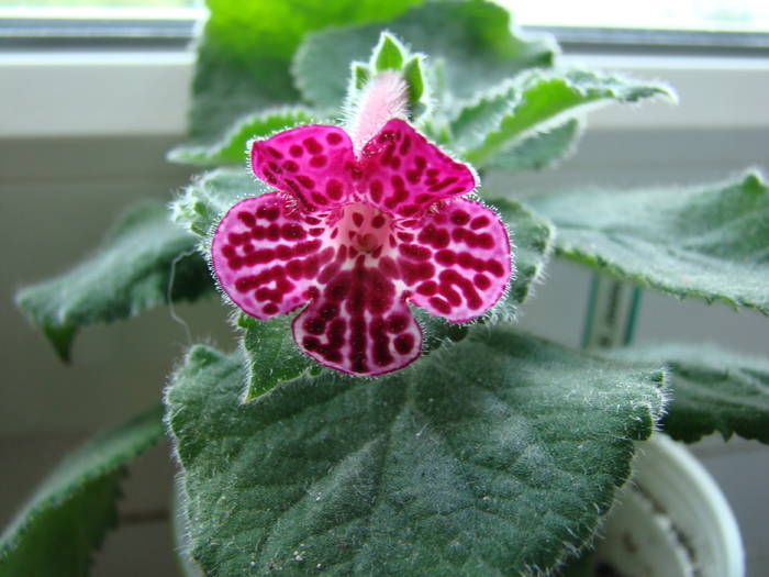 Kohleria Jester 15