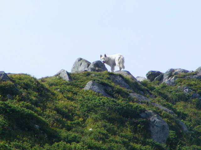 DSCF4431 - 2 august 2009 Traseu Suior Secatura Creasta Cocosului Gutaiul Doamnei  Vf Gutai