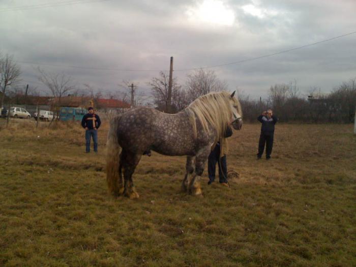 Percheron - Cai de rasa Percheron