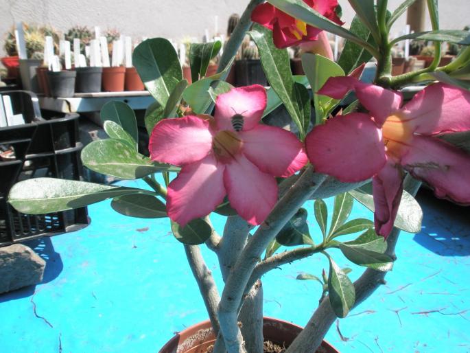 Adenium obesum flori  - Suculente 2008