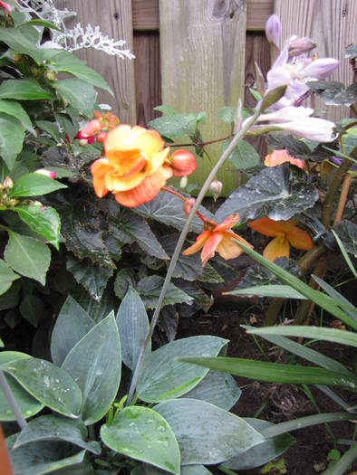 Hosta albastra & begonie 20 iul 2009