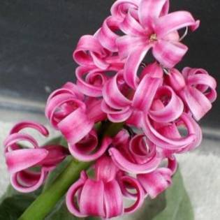 ROHQXGAYWXPZNUWNTME - Flori