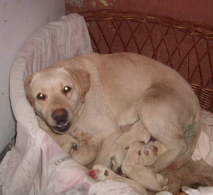 Labrador - animalele familiei