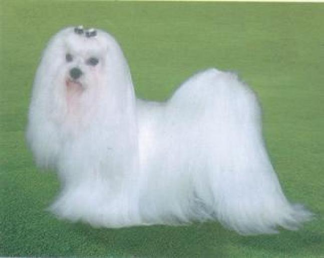 BICHON MALTEZ - RASE CAINI