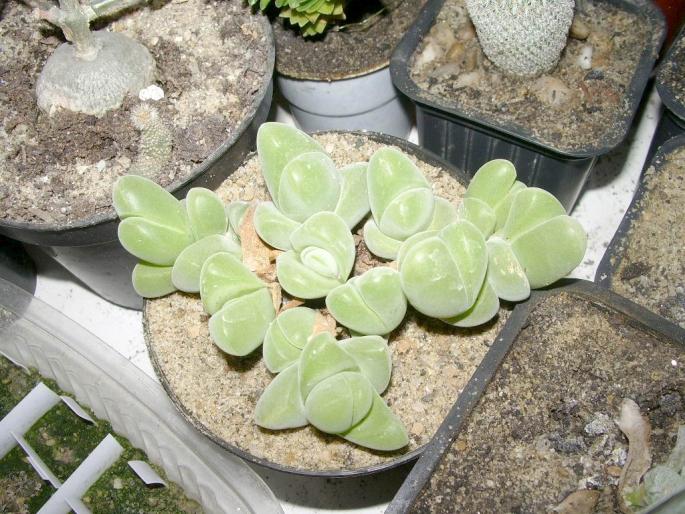 Gibbaeum