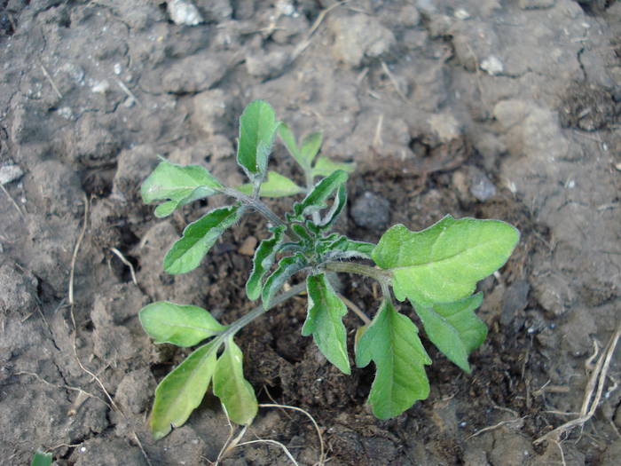 Tomato Cerise (2009, May 10)