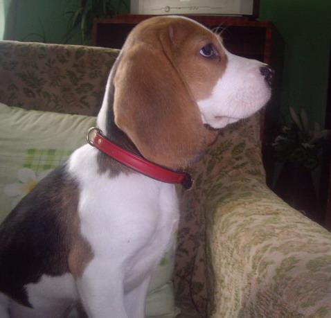 googel - beagle