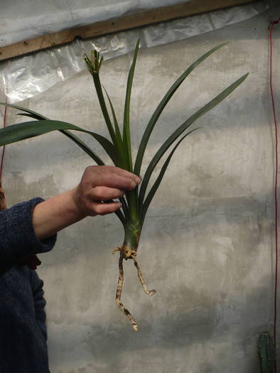 cu floare - plante de interior 2008