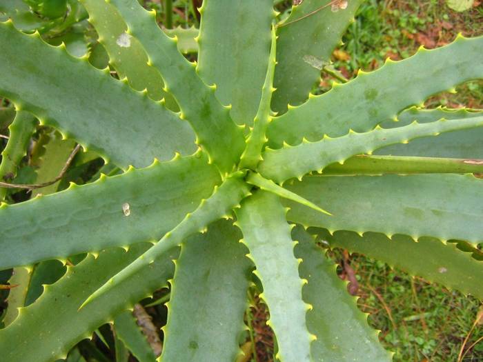 aloe_arborescens_1