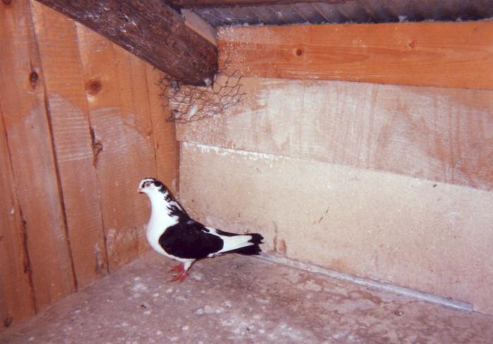 Decupata puica - porumbei din 1993-1995