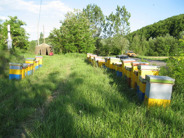 IMG_3508 - salcim I si II 2009