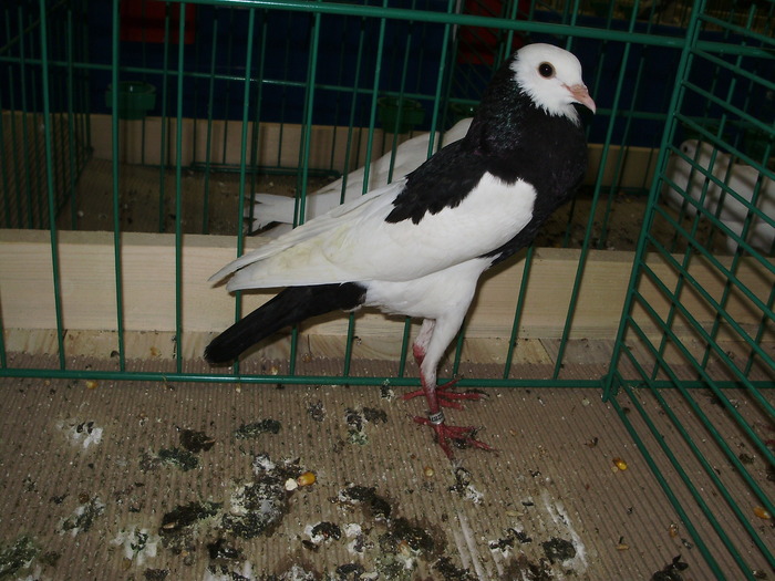 9240 brk 0 - 1507 partea 3b