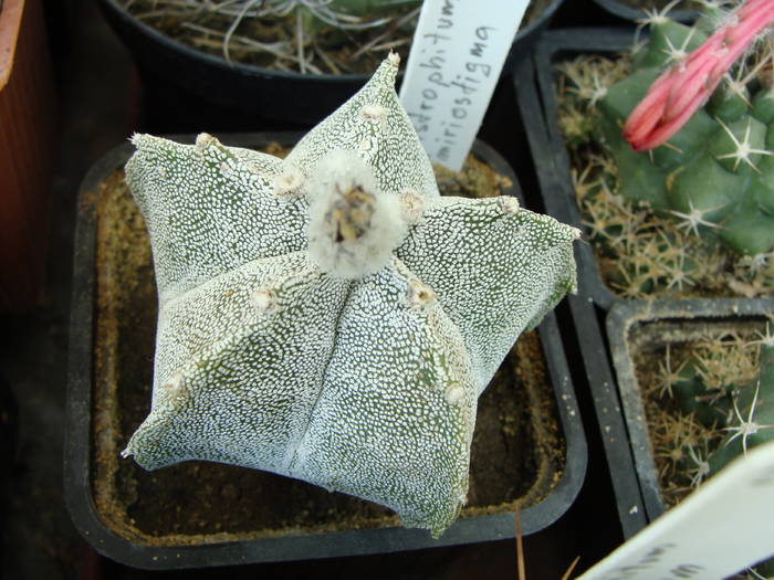 Astrophytum myriostigma - Astrophitum