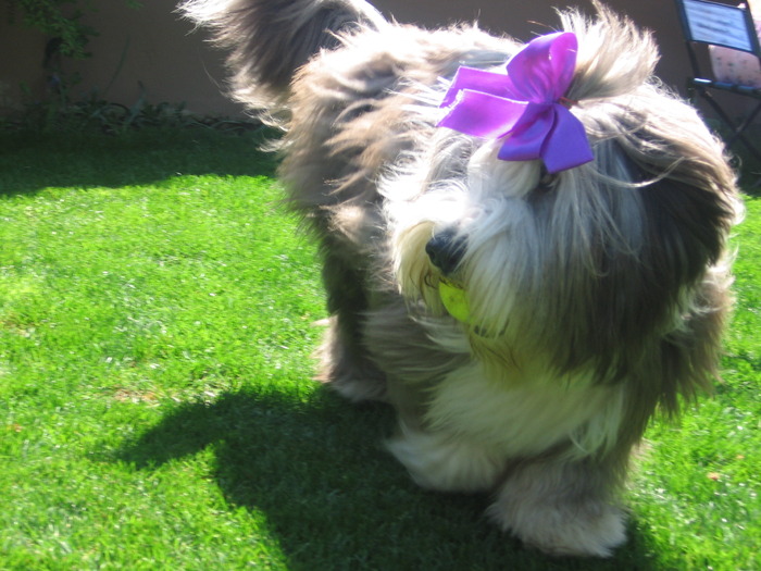 happy la 1an - Happy-bearded collie-catelusa noastra minunata