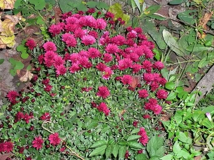 P1010391 - Gradina flori