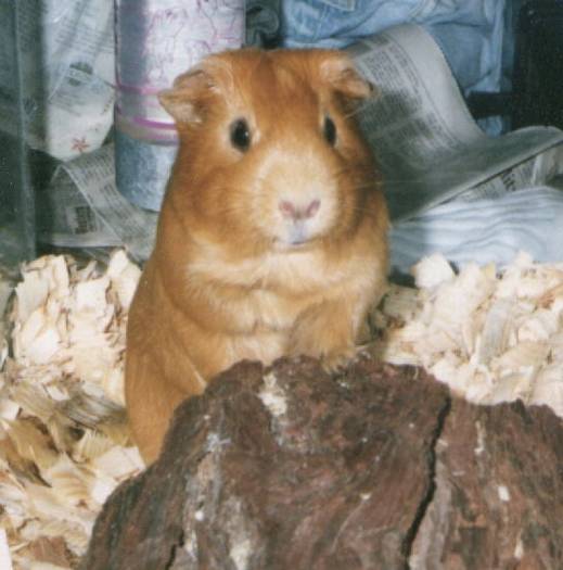 CUTIE - porcusori de guinea