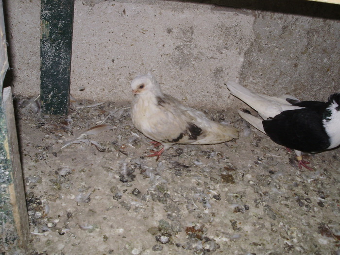 P8232003 - 1744 Sedat Iusein