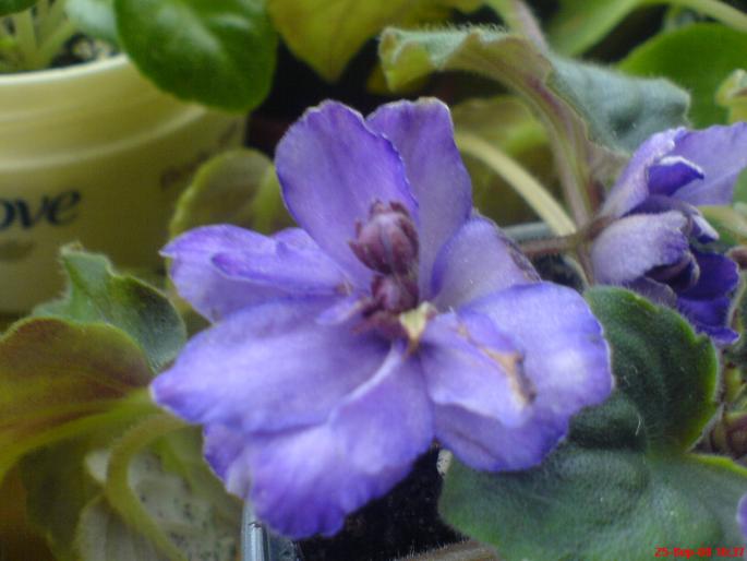 ciudatica - violete 2009