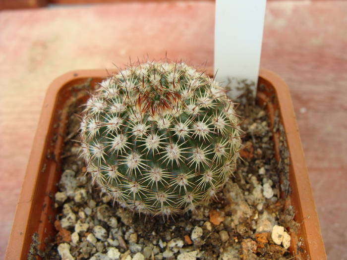 N.rutilans