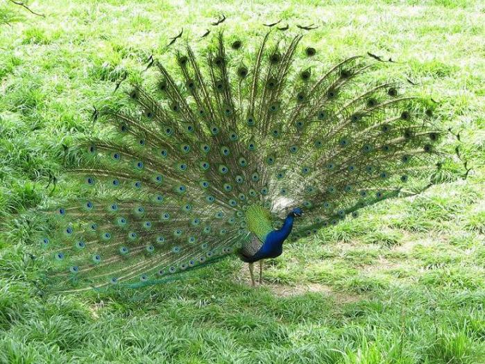 peacock3 - alte pasari si animale