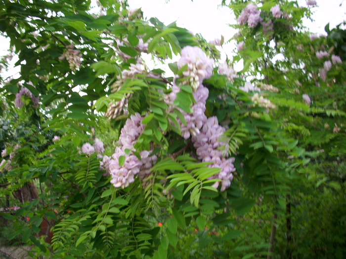 DSCI0877 - flori de salcamsi alte flori