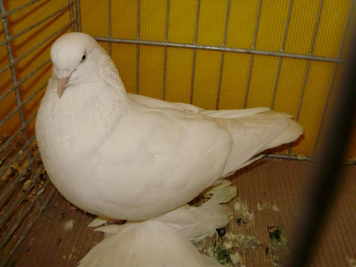 14968b joland vechi 0