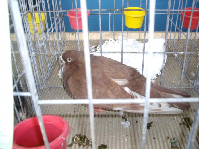 IMGP2848 - Expo Brasov 2009-porumbei