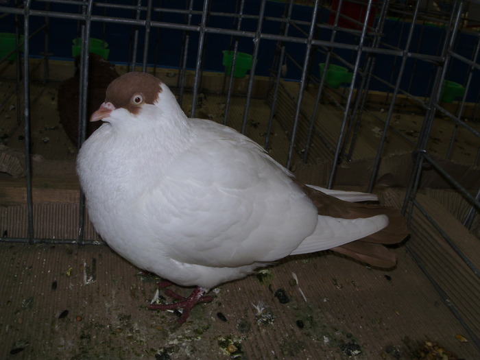 10473 kt 1 - 1507 partea 6a