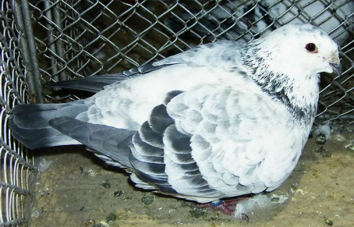 grizzle classic(sur)(American giant homer)