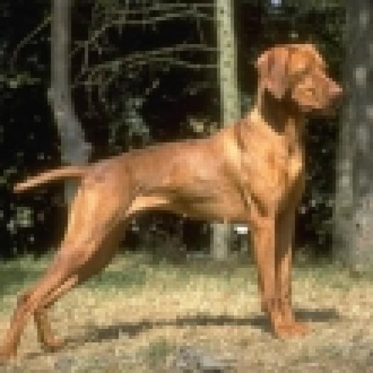 2005915121715vizsla