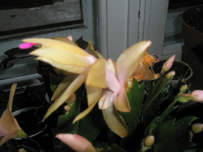 Schumbergera galbena - floare - Zygocactus si Schumbergera